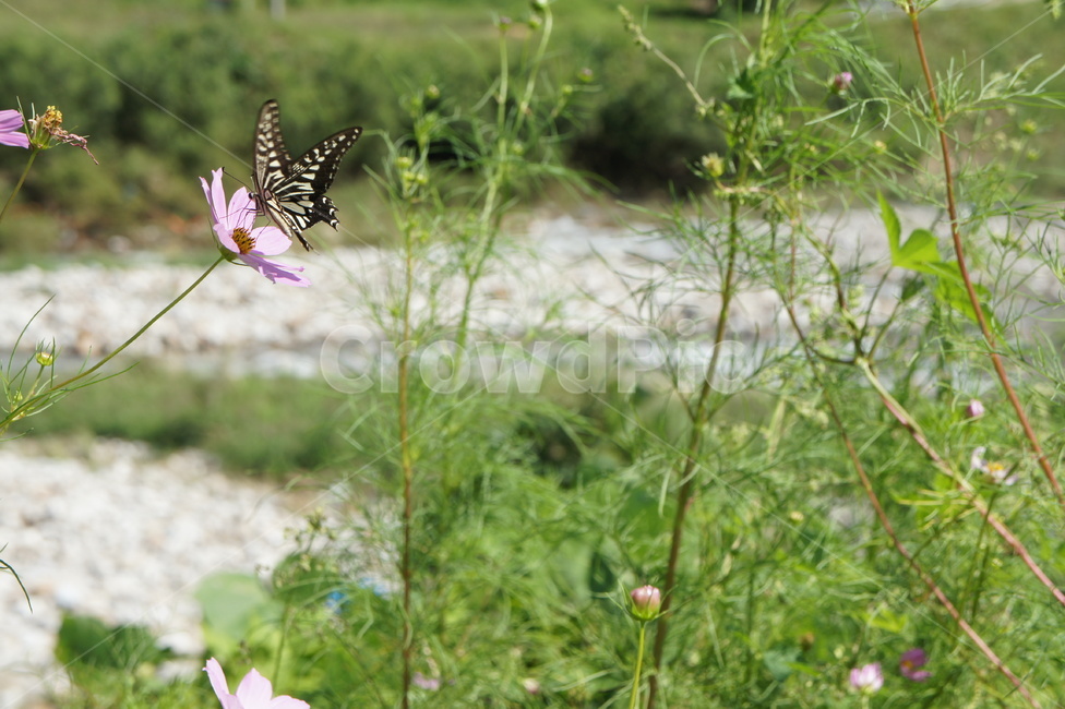 꽃,나비,flower,자연,초록