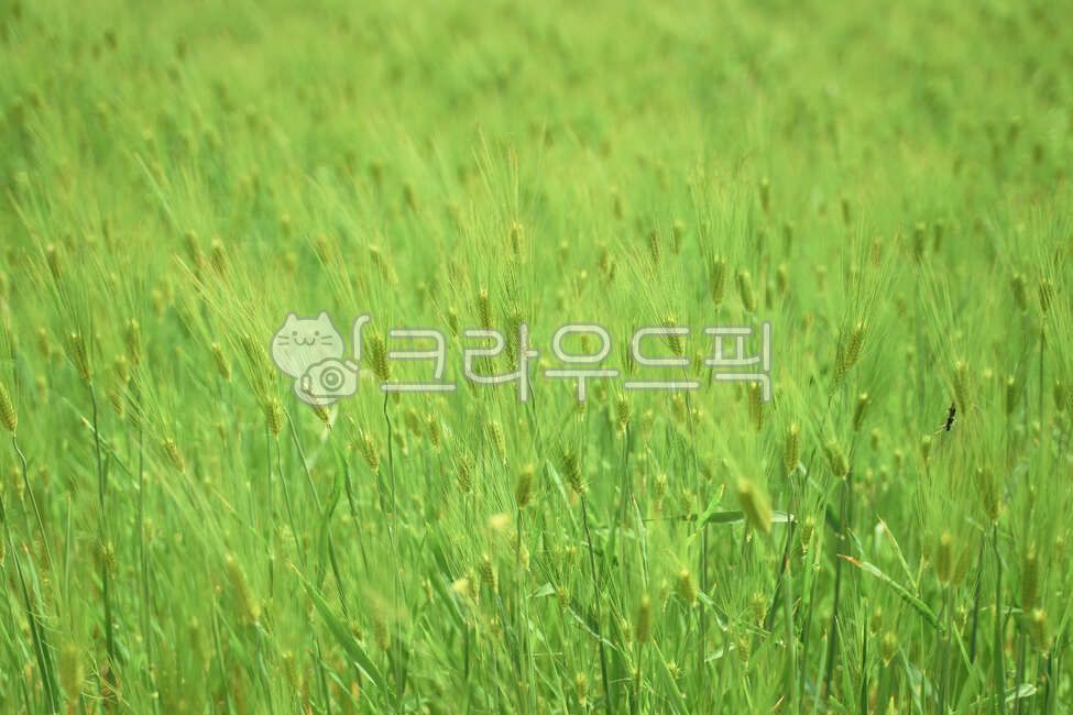 Jeju barley,barley field,vegetation,barley,grassland,green barley,Field,field,plant