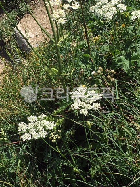 천궁,천궁꽃,plant,식물,flower,blossom,꽃,미나리과