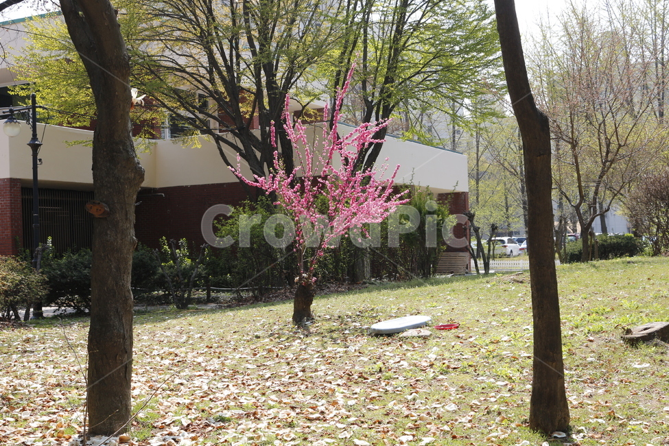 꽃,벚꽃,분홍,핑크,꽃나무,봄,계절,spring,season,tree,나무,tree trunk,나무 줄기,plant,식물