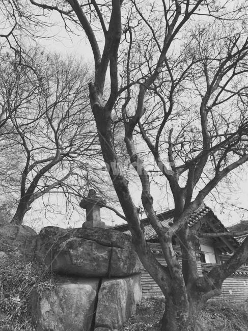 흑백,나무,절,석탑,한옥,한국전통,한국문화,korean traditional,korean culture,식물,자연,plants,nature,나무,trees,wood,종교,신앙,religion,belief,faith,흑백,모노톤,monochrome,black and white