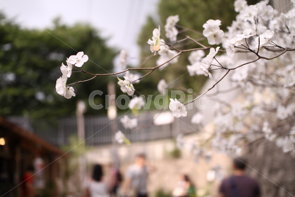 꽃,조화,아웃포커스,봄,flower,식물,자연,plants,nature,꽃,flower
