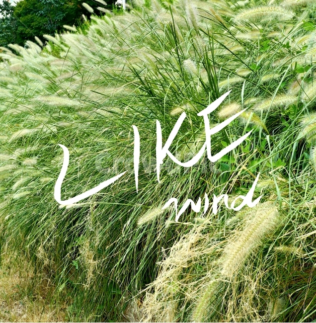 캘리그라피,바람,wind,수풀,like,영어,바람처럼,캘리그라피,손글씨,calligraphy