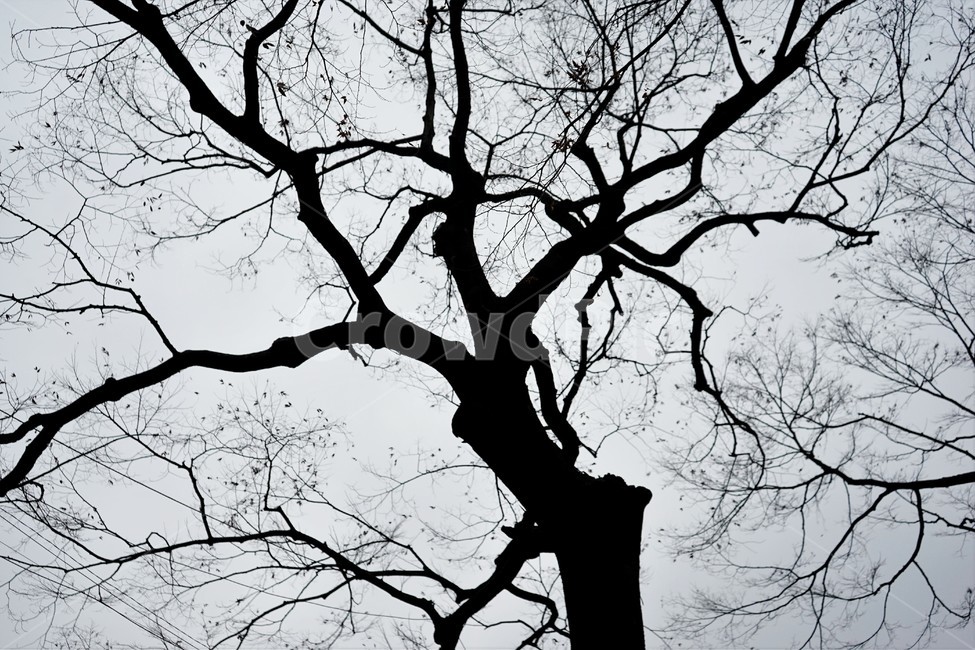 느티나무,고목,실루엣,나무,tree,하늘배경,겨울,가지,자연,하늘,식물,숲,갈색잎,분위기,감성,겨울나무,쓸쓸함,외로움,고요,나뭇가지,계절,풍경