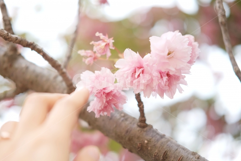 꽃,봄,분홍,나무,자연,풀,봄,계절,spring,season,식물,자연,plants,nature,꽃,flower,사람,인물,인간,human,person,신체일부,몸,body,plant,cherry blossom,벚꽃,blossom
