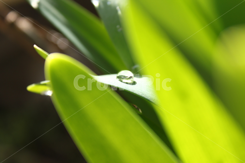 풀잎물방울,풀잎,잎,물방울,이슬,자연,식물,자연,plants,nature