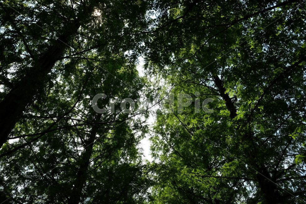 나무,숲,숲길,자연,풍경,nature,green,tree,초록