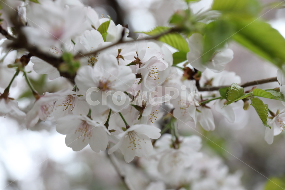 벚꽃,꽃,나무,봄,계절,자연,flower,cherryblossom,spring,season,nature,봄,계절,spring,season,식물,자연,plants,nature,꽃,flower,plant,blossom