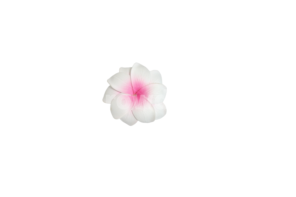 꽃,플루메리아,꽃모양,모형,괌,누끼,꽃,flower,누끼,remove background