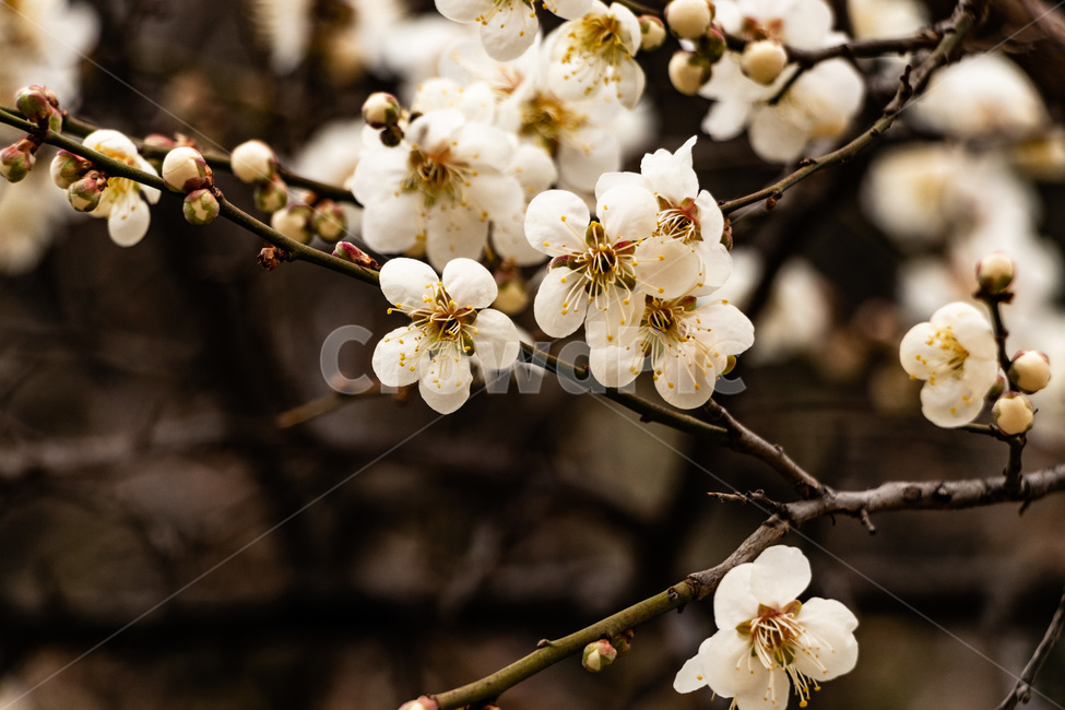 매화,매화꽃,매실꽃,백매화,흰매화,봄,계절,spring,season,식물,자연,plants,nature,꽃,flower,plant