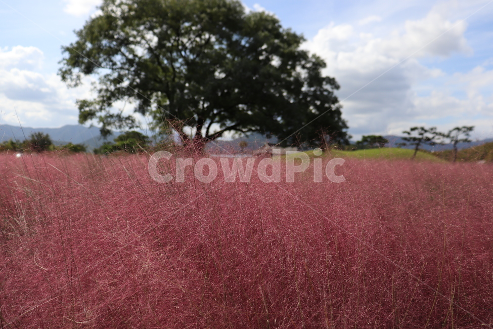 경주,핑크뮬리,꽃,가을,가을바람,가을,계절,fall,autumn,season,field,들,grassland,목초지,outdoors,옥외,nature,자연