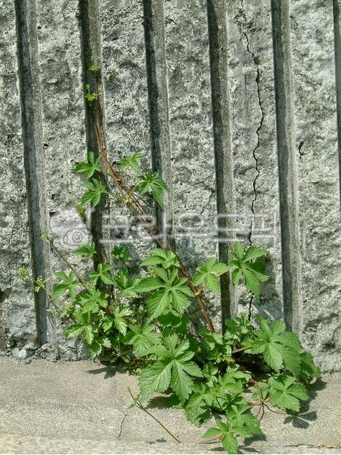 Gkokduseonidae,green,vetch,spurium,In the claw vine,leaf,vine
