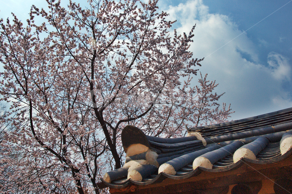 처마,기와,하늘,흰구름,푸른하늘,벚꽃,봄,계절,한국전통,한국문화,korean traditional,korean culture,건축물,건물외관,exterior,building,structure,architecture,construction
