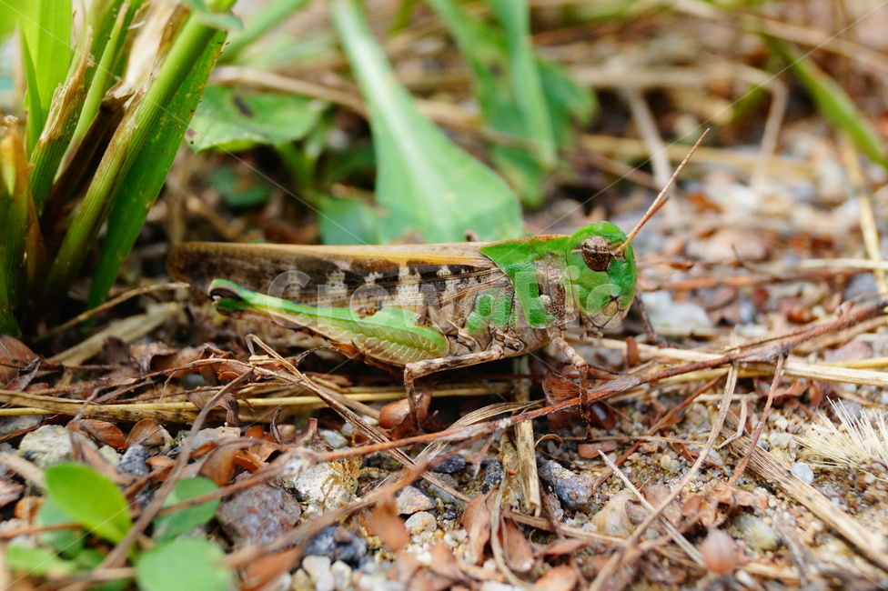 자연,메뚜기,가을,잔디,곤충,동물,animal,곤충,벌레,insect,bug