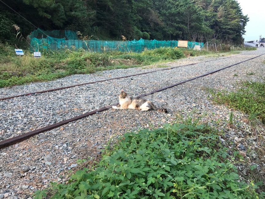 transportation,교통,traintrack,기찻길,railway,철도,rail,레일,gravel,자갈,dirtroad,흙길,road,도로,고양이