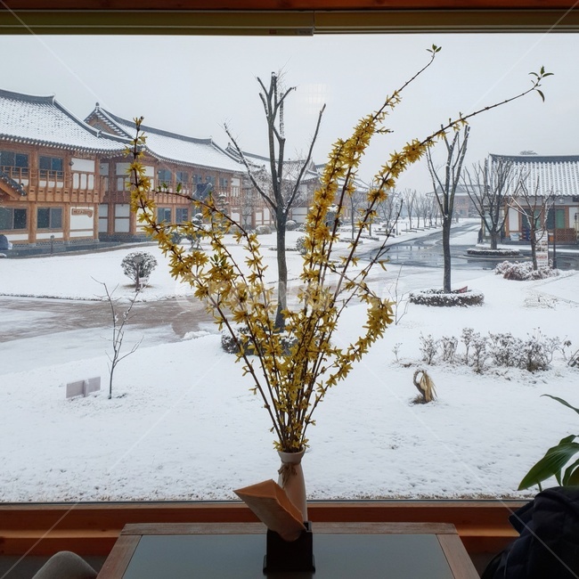 풍경,겨울,꽃,감성,화분,식물,겨울,계절,winter,season