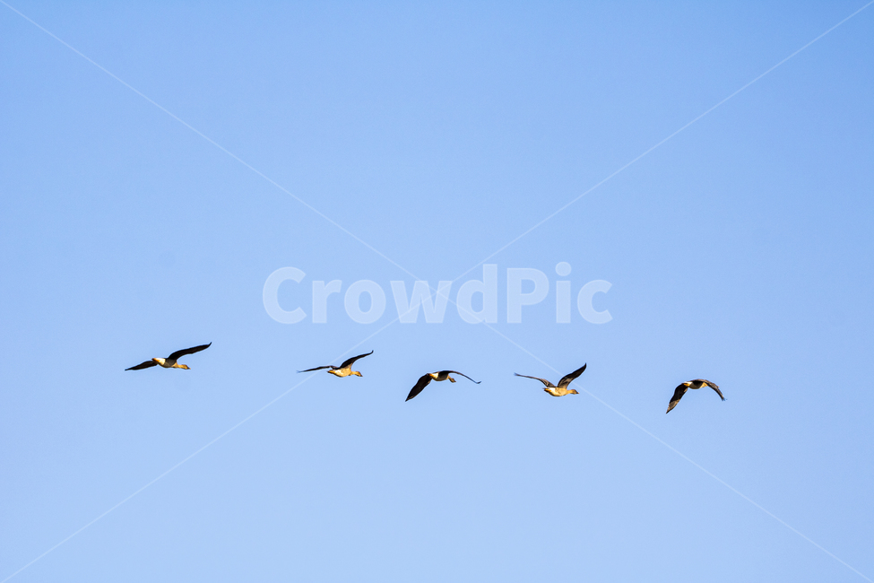 철새,기러기,새,새떼,동물,배경,백그라운드,다울,하늘,동물,animal,조류,새,birds,누끼,remove background