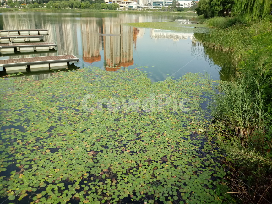 수련,자우련,수생식물,꽃,flower,plant,waterlily,자연,풍경,nature,landscape,water,물,outdoors,옥외,식물