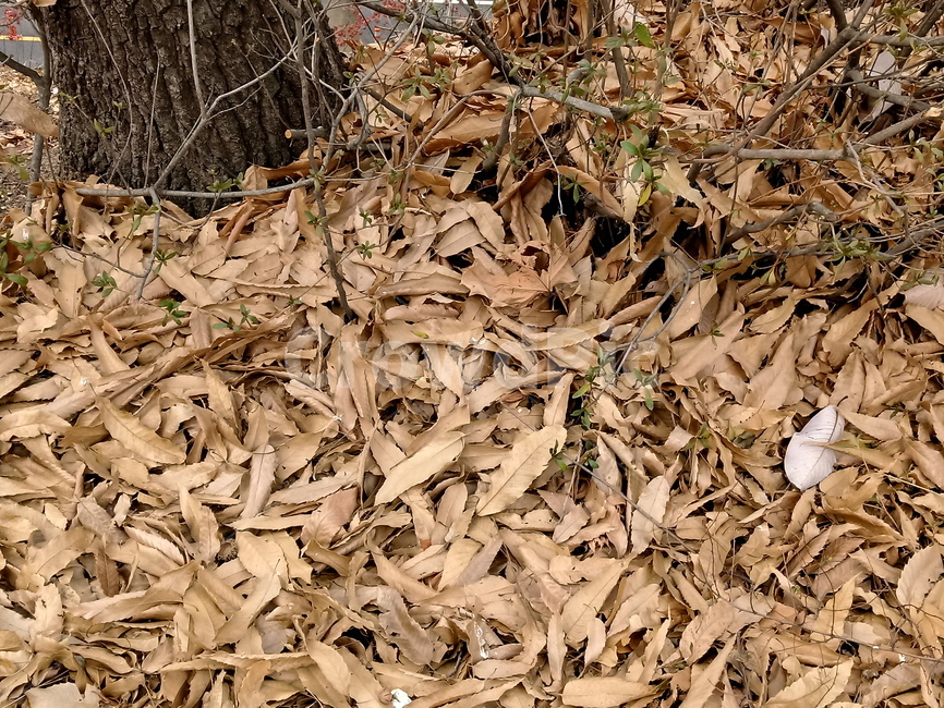 자연,낙엽,나뭇잎,잎,leaf,옥외,outdoor,가을