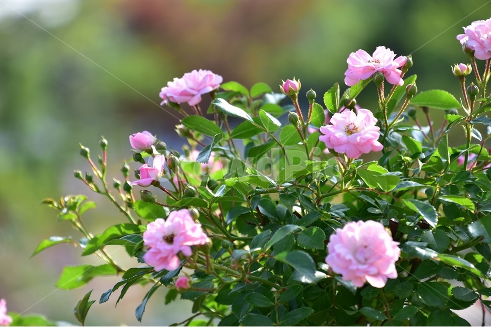 장미,애기장미,분홍장미,넝쿨장미,유월장미,식물,자연,plants,nature,꽃,flower