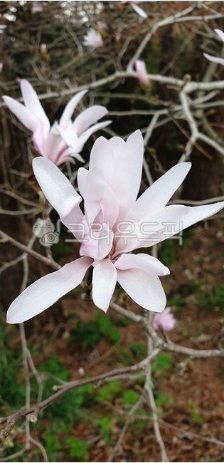 Cheonripo Arboretum,magnoliastellata,star magnolia,flowers blooming in spring,flower