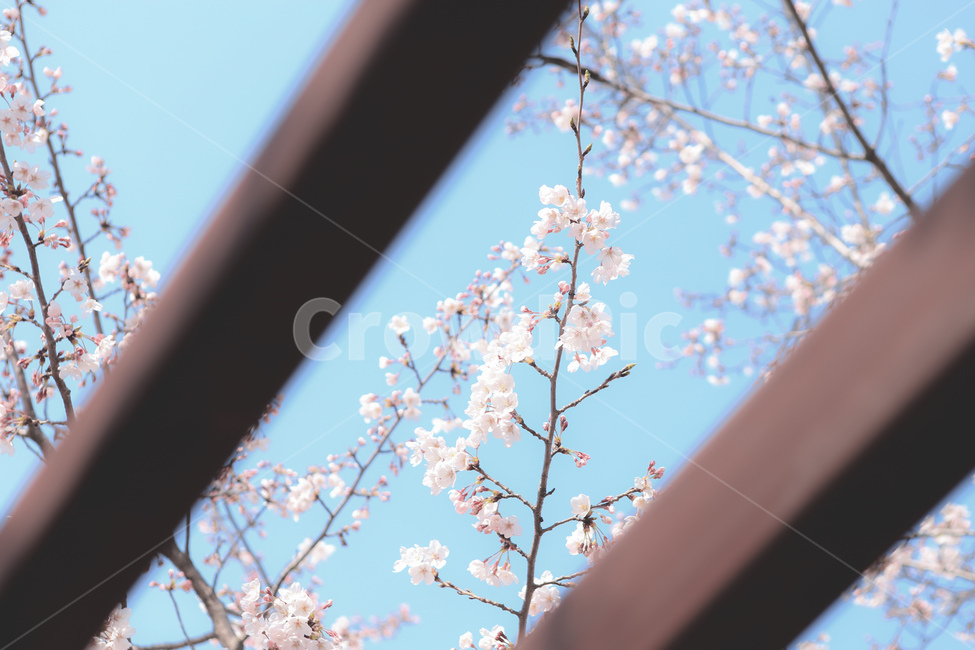 벚꽃,봄,푸른하늘,꽃,분홍,핑크,flower,blossom,plant,식물,봄,계절,spring,season