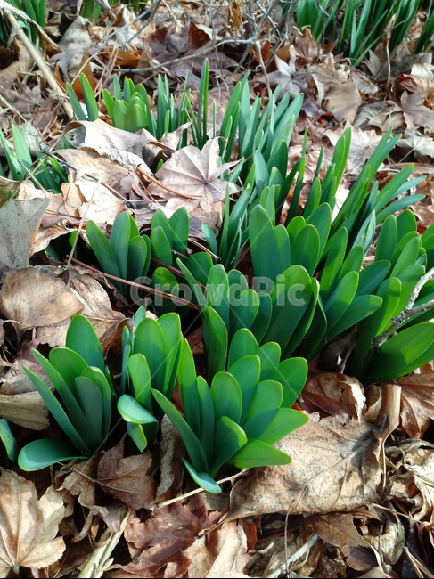 새싹,식물,자연,잎,꽃무릇,상사화,plant,leaf,식물,자연,plants,nature