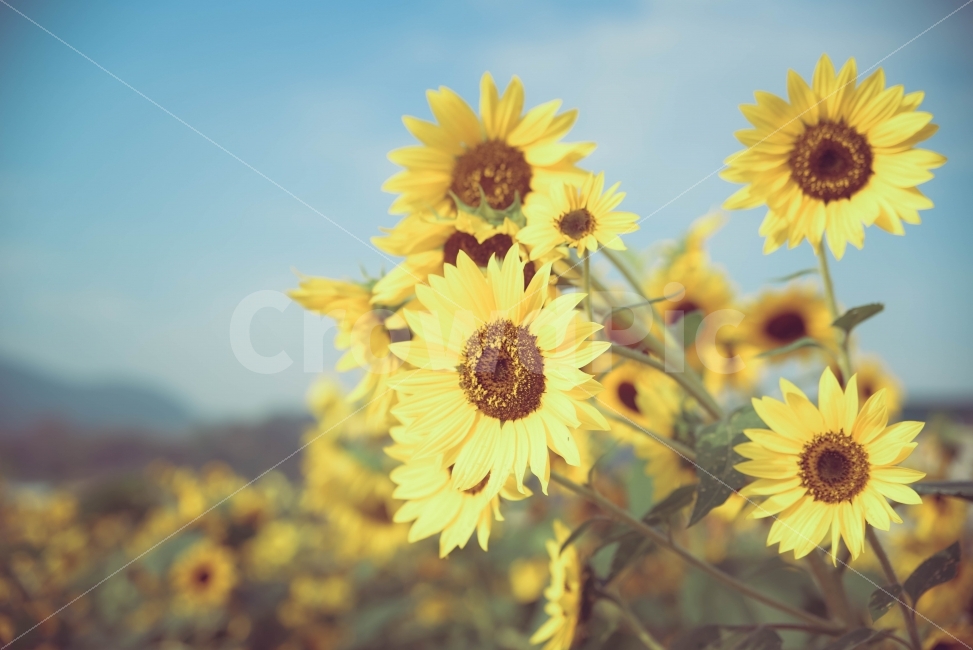 해바라기,강주,꽃,풍경,빈티지,식물,자연,plants,nature,꽃,flower,감성,sensible,feeling
