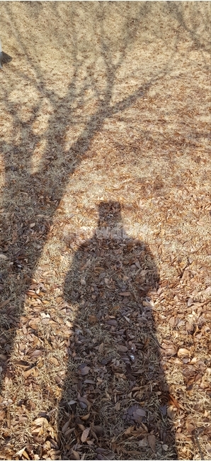 실루엣,그림자,ground,바닥,잔디,식물,계절,실루엣,그림자,silhouette,shadow,인물실루엣,사람실루엣,character silhouette,human silhouette
