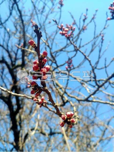 spring,peak peak,flower bud,tree,cherry blossom