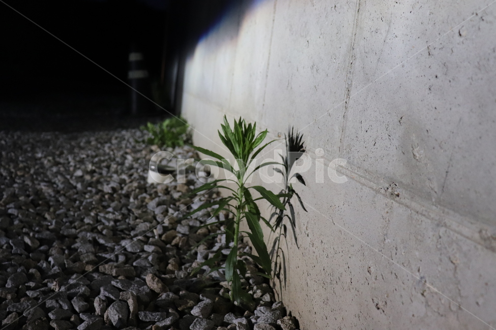 식물,plant,flower,dark,그림자,shadow,꽃,stone,콘크리트벽,노출콘크리트