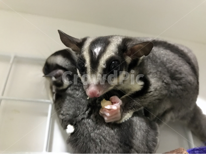 Pets,squirrel,feeding animals,sugar glider,flying squirrel,animal,marsupial,mammalia,pet,Feeding