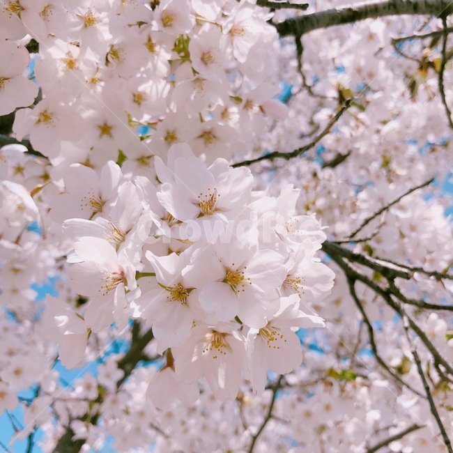 봄,벚꽃,벚꽃나무,하늘,핑크,아름다운,백그라운드,꽃