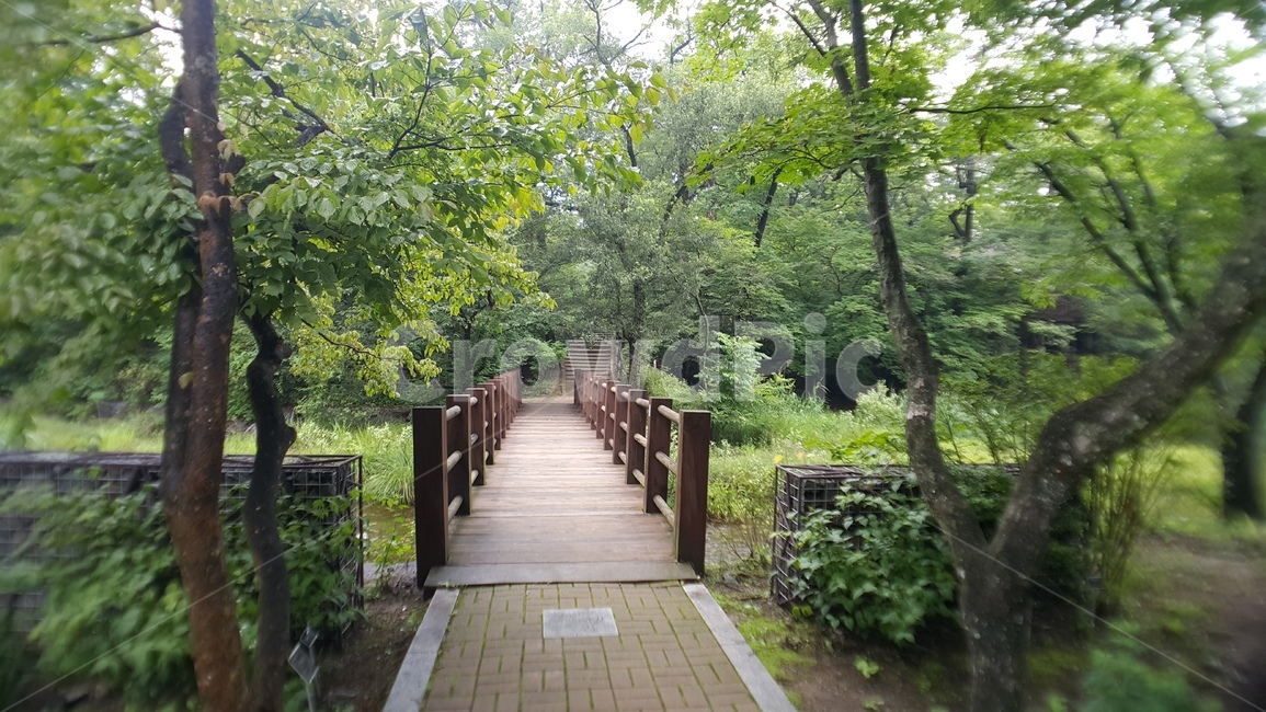 자연,다리,그린,광릉수목원,나무,아침,초록,식물,길