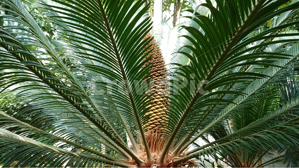 식물,나무,소철,소철나무꽃,녹색,green,자연,식물,자연,plants,nature,나무,trees,wood
