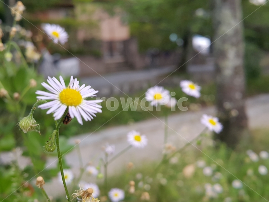 꽃,꽃사진,들꽃,감성사진,흰색꽃,작은꽃,식물,자연,plants,nature,꽃,flower