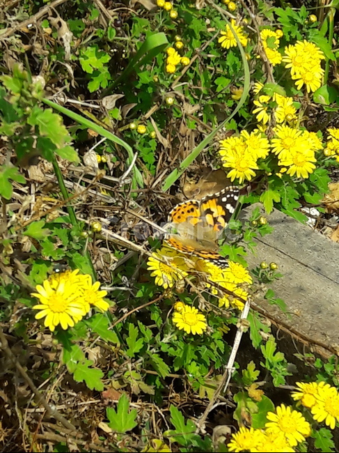 나비,butterfly,꽃,flower,국화과,asteraceae,식물,plant,blossom,곤충,날개,wing,insect,식물,자연,plants,nature,꽃,flower,곤충,벌레,insect,bug