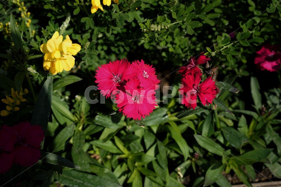 봄,정원,가드닝,원예,원예식물,화려,식물,꽃,garden,scent,healing,bloom,colorful,floral,flower,gardenflowers,happymind,life,nature,plant,spring