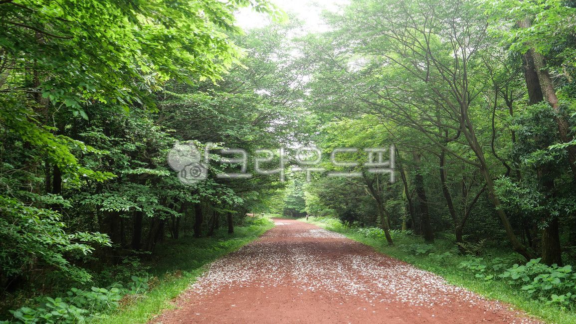 제주도,사려니숲길,제주도봄,제주도여름,흙길,도로,road,dirtroad,gravel,자갈,path,통로