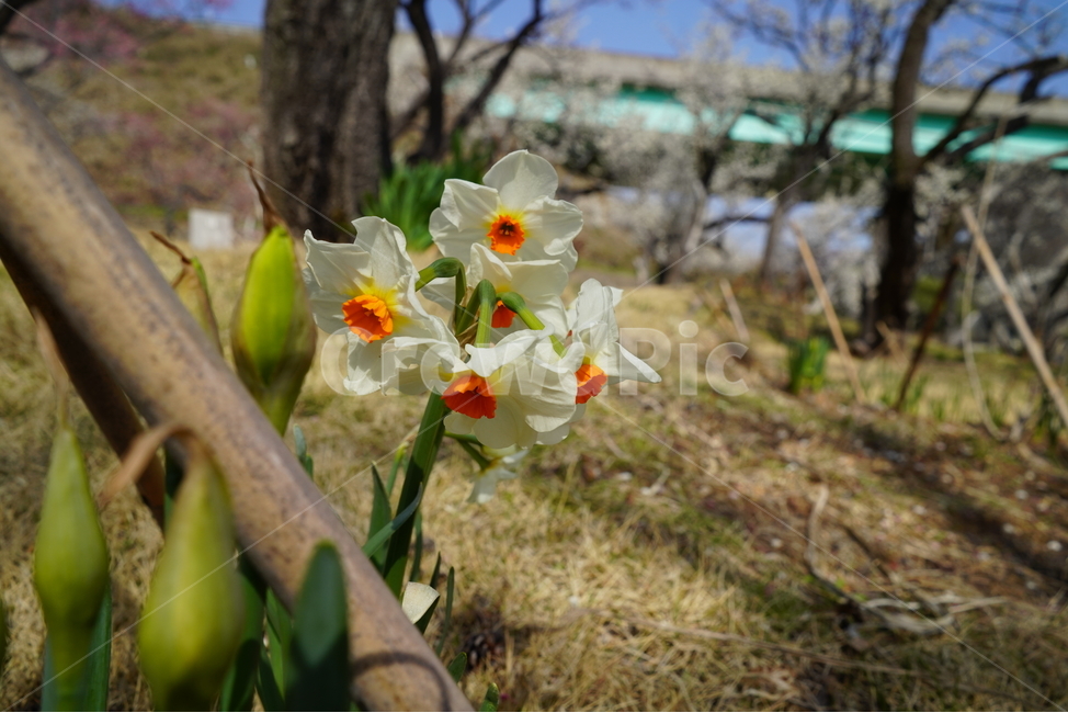 수선화,봄,자기사랑,신비,아름다움,식물,자연,plants,nature,꽃,flower