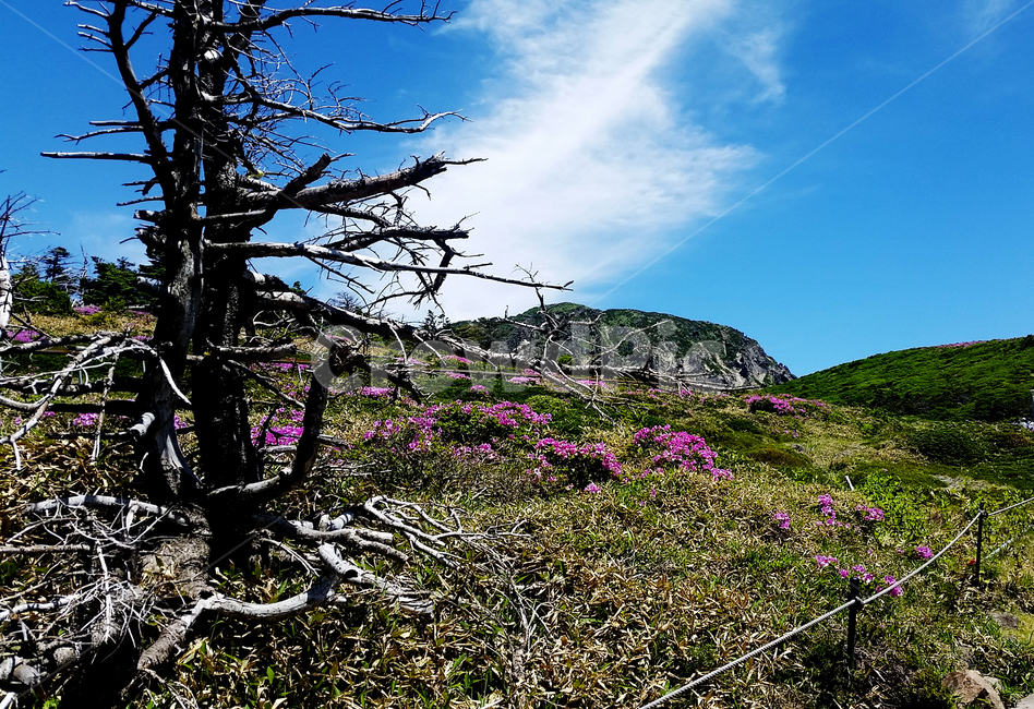 봄,한라산,진달래,제주도,고목나무,산길,자연,오름,들,nature,spring