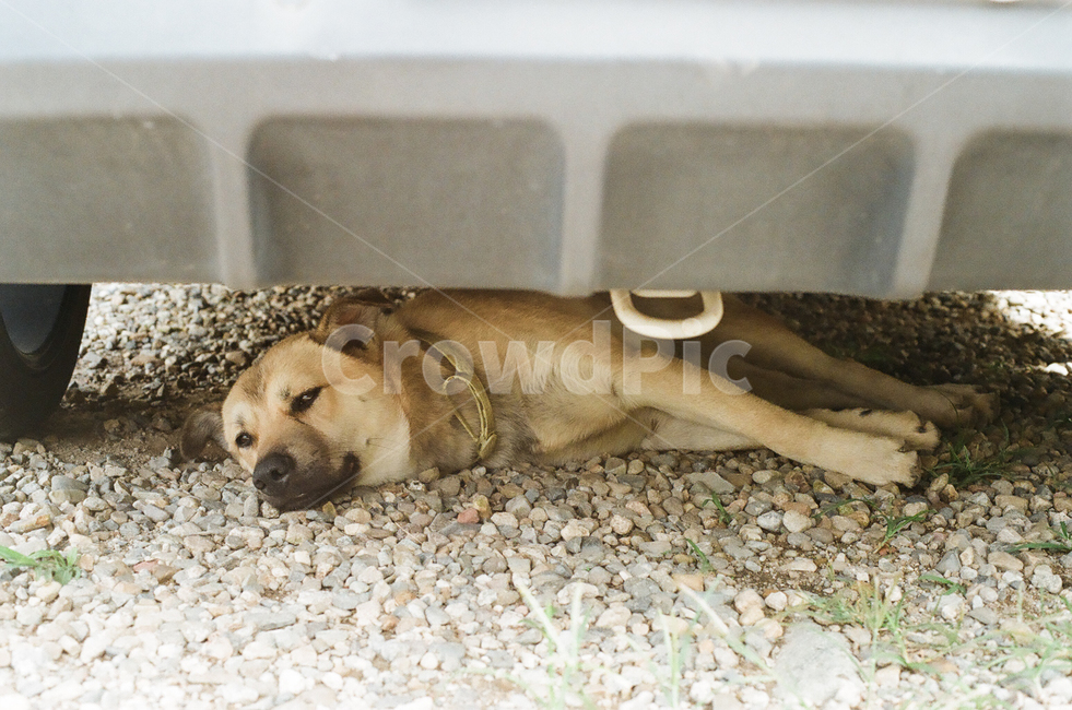개,강아지,동물,포유류,반려견,멍멍이,애견,애완동물,반려동물,animal,dog,doggy,puppy,pet,휴식,힐링,rest,relaxation,healing,그늘,시원함,여름,계절,summer,season,더위,폭염,날씨,온도,기온,잠,낮잠,졸음,sleepy,나른함,피곤함,피로,기분,감정,feeling,emotion,빈티지,아날로그,필름,필름사진,필름카메라,film,filmcamera,동물,animal,포유류,mammal,개,강아지,dog,doggy
