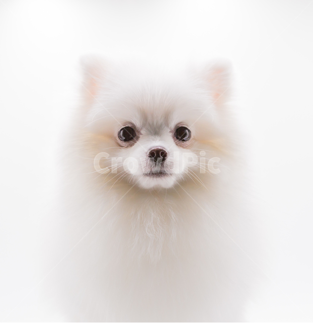 nose,Eyes,Pomeranian,white background,white puppy,pupil,mouth,form,puppy,pomeranian,Gaeko,animal,bowwow,doggy,dog,pet dog,mammalia