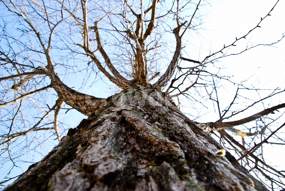 나무,겨울,은행,은행나무,가지,나뭇결,나무껍질,앙상한,하늘배경,tree,자연,겨울,계절,winter,season,식물,자연,plants,nature,나무,trees,wood