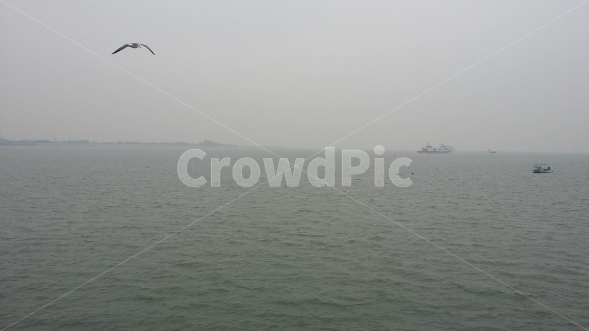 바다,갈매기,수평선,풍경,서해,망망대해,어선,배,자연풍경,안개,sea,인천,흐린날,자연,풍경,nature,landscape,bird,새,animal,동물