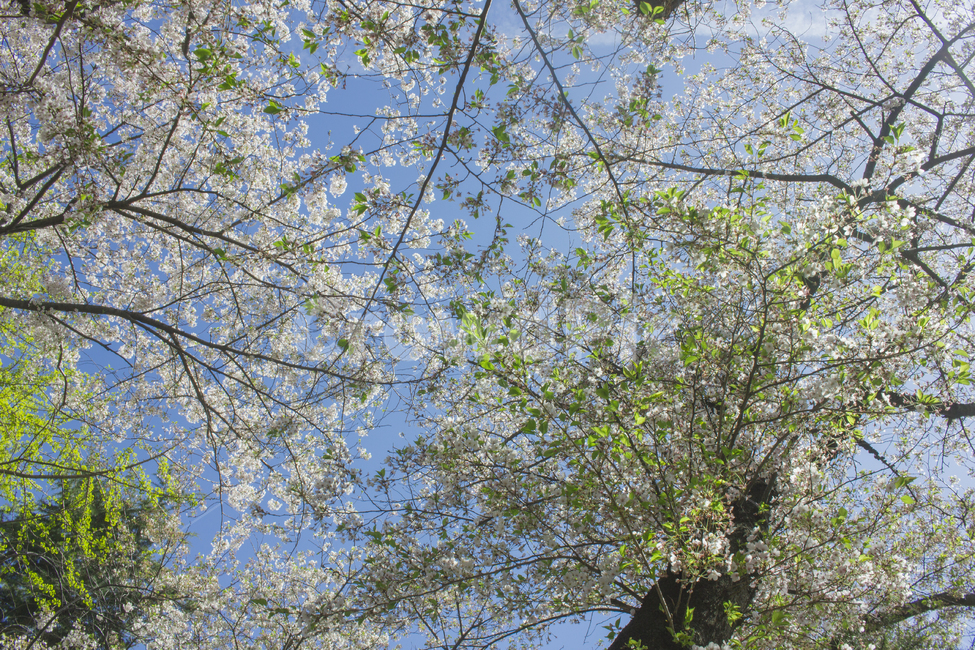 봄,봄꽃,벚꽃,부드러운,따뜻한,싱그러운,상큼한,맑은,봄,계절,spring,season,자연,풍경,nature,landscape,식물,plants,나무,trees,wood,plant,tree