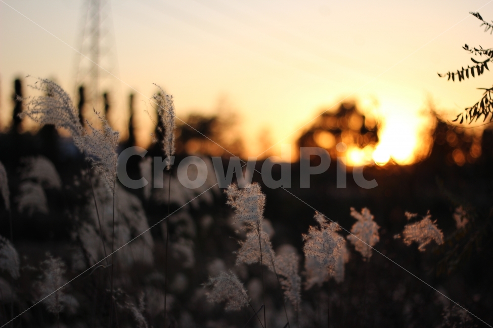 가을,추위,억새,하늘,풍경,autumn,cool,tatch,silvergrass,scenery,landscape,cityscape,노을,sunset,가을,계절,fall,autumn,season,식물,자연,plants,nature,감성,sensible,feeling,grass,잔디,plant,lawn