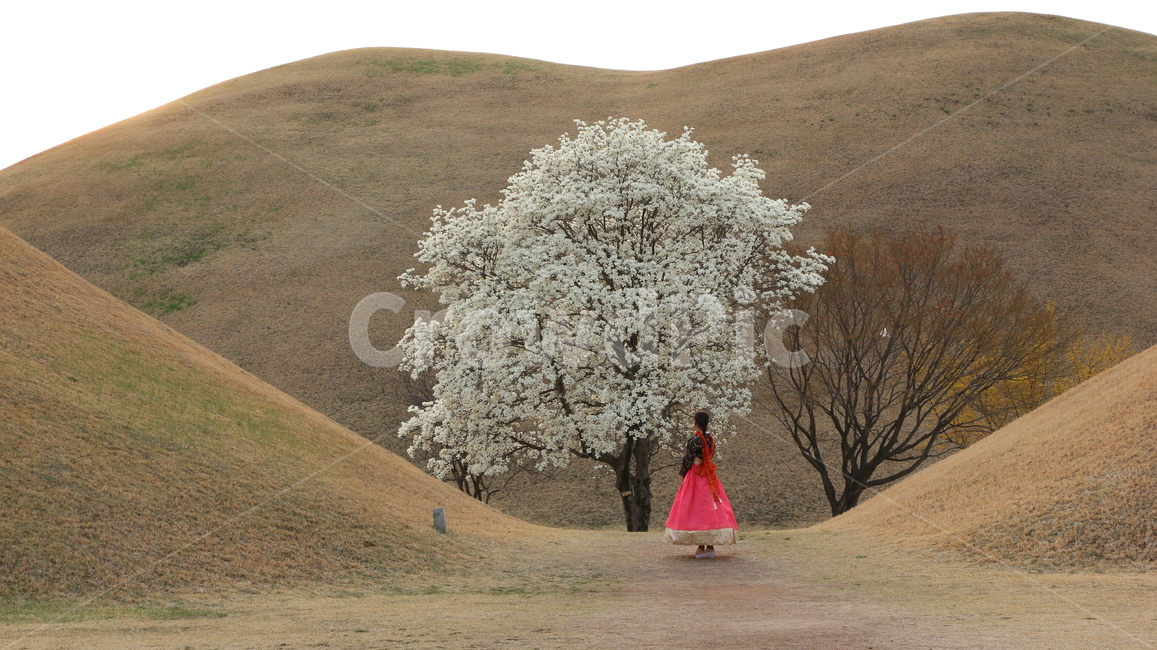 여자,들,옥외,한복,나무,꽃,자연,field,grassland,outdoors,뒷모습,산,풀,들풀