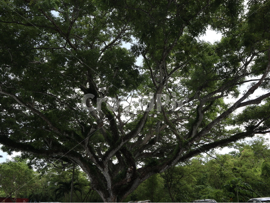 나무,고목,식물,plant,tree,괌,식물,자연,plants,nature