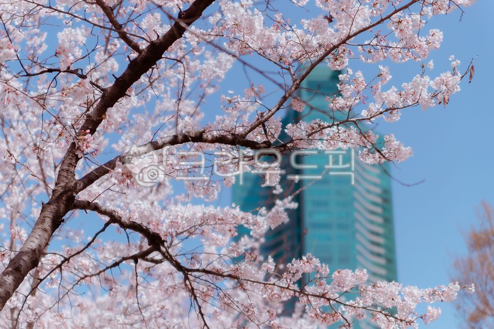 벚꽃,풍경,blossom,벚나무,식물,꽃,flower,plant